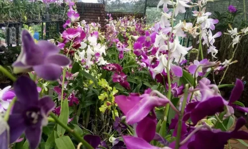 963467642Vagamon-Orchidarium 963467642Vagamon-Orchidarium
