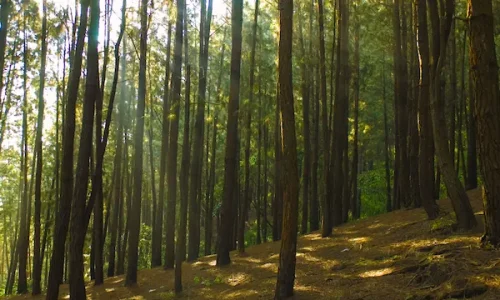 pine-forest-1 (1) pine-forest-1 (1)